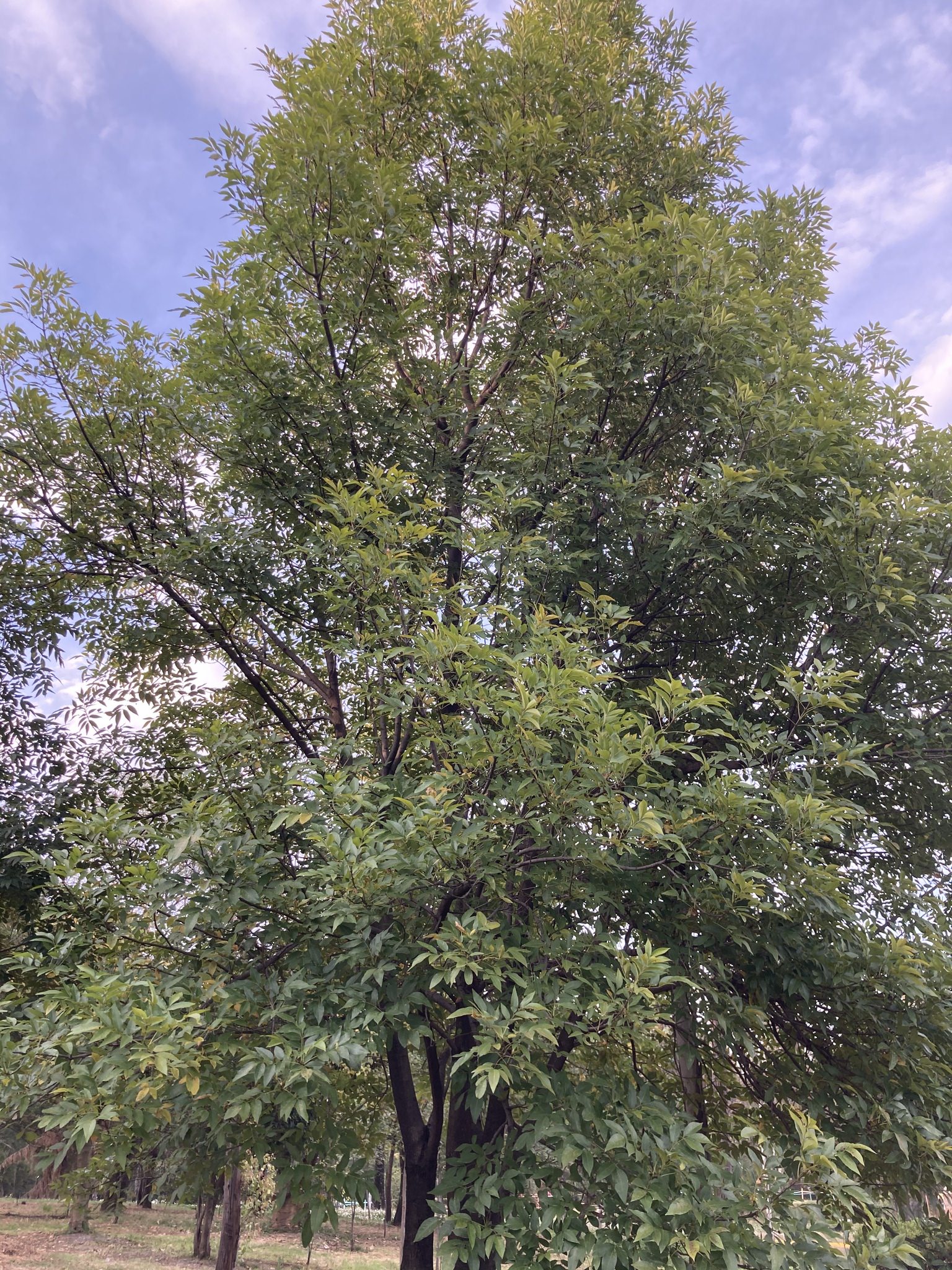 Fraxinus uhdei